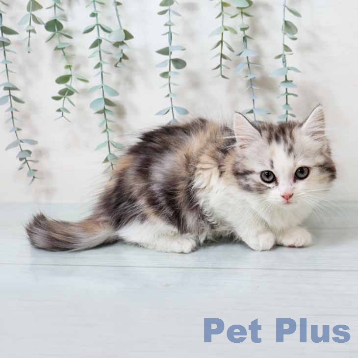 スコティッシュフォールド