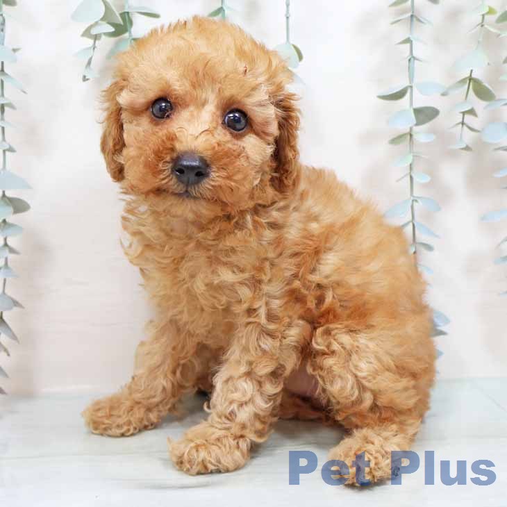 トイ・プードルの写真2