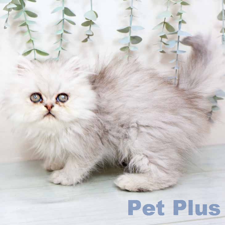 京都府のエキゾチック (ペットプラス 京都桂川店/2025年12月16日生まれ/女の子/シルバーパッチドタビー)の子猫の2枚目の画像