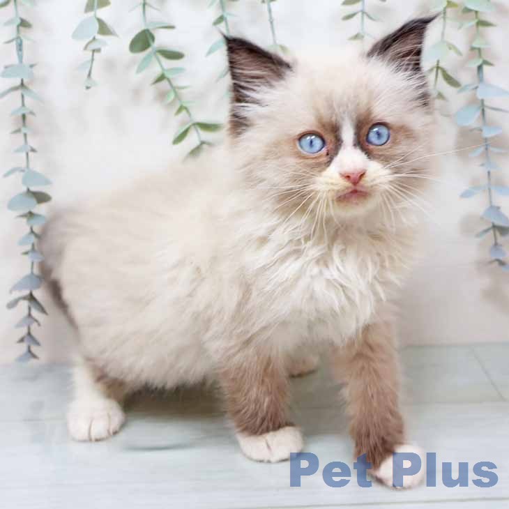 ラグドールの写真2