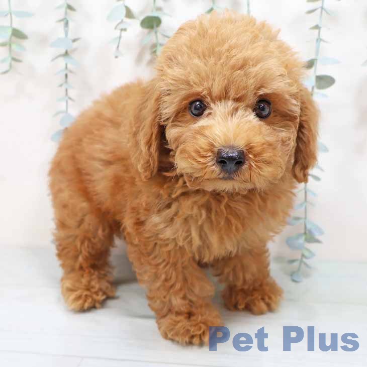 兵庫県のトイプードル(トイ) (ペットプラス 明石店/2025年12月16日生まれ/男の子/レッドフォーン)の子犬の1枚目の画像