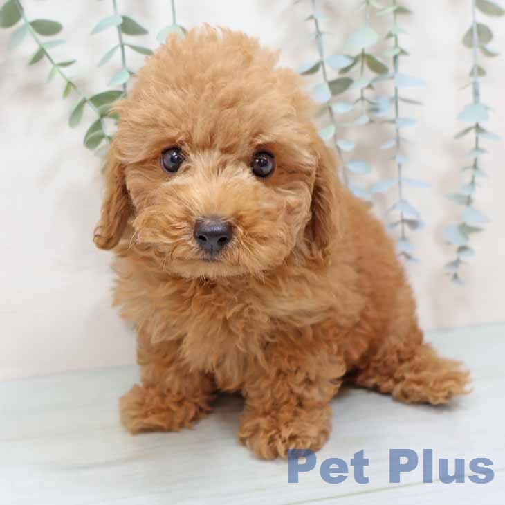 兵庫県のトイプードル(トイ) (ペットプラス 明石店/2025年12月16日生まれ/男の子/レッドフォーン)の子犬の2枚目の画像