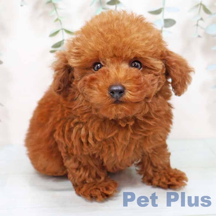 トイ・プードル