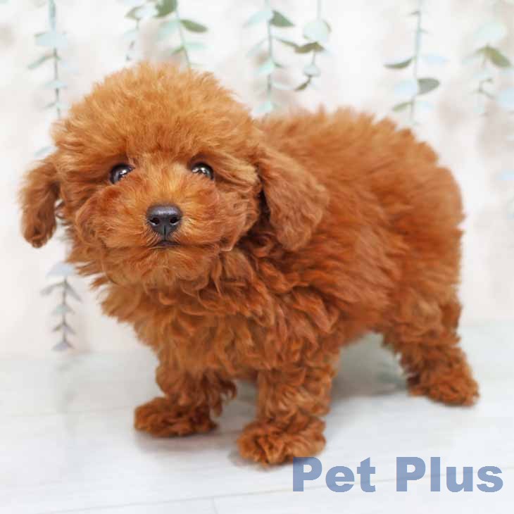 トイ・プードルの写真2