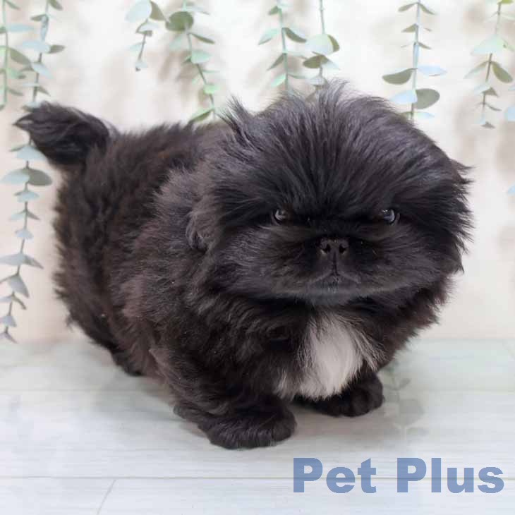 ペキニーズの写真2