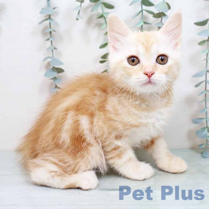 スコティッシュフォールドの写真2