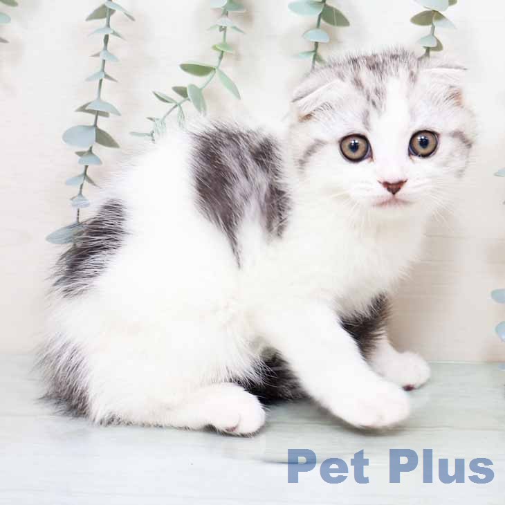 スコティッシュフォールド