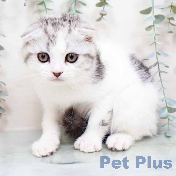 スコティッシュフォールド