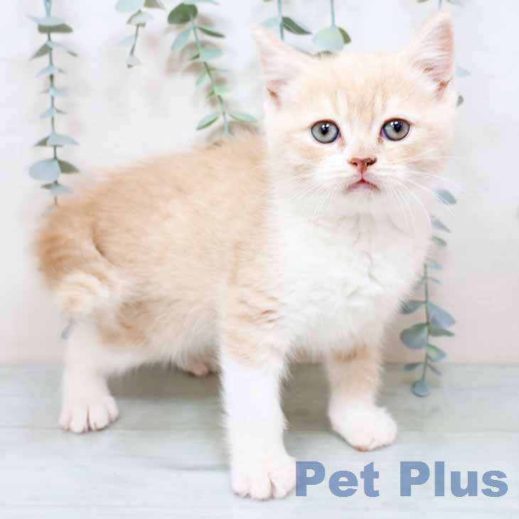 スコティッシュフォールド