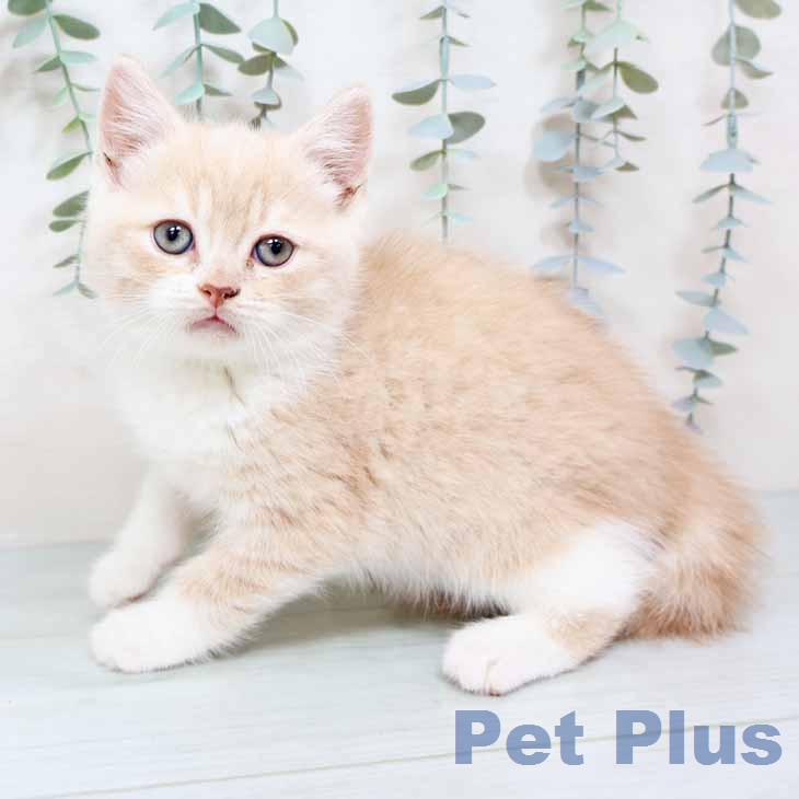 スコティッシュフォールドの写真2