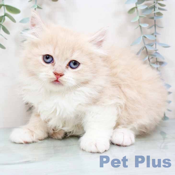 スコティッシュフォールド