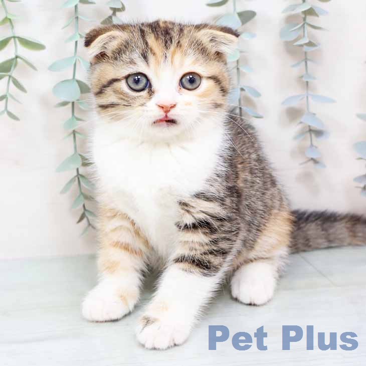 スコティッシュフォールドの写真2