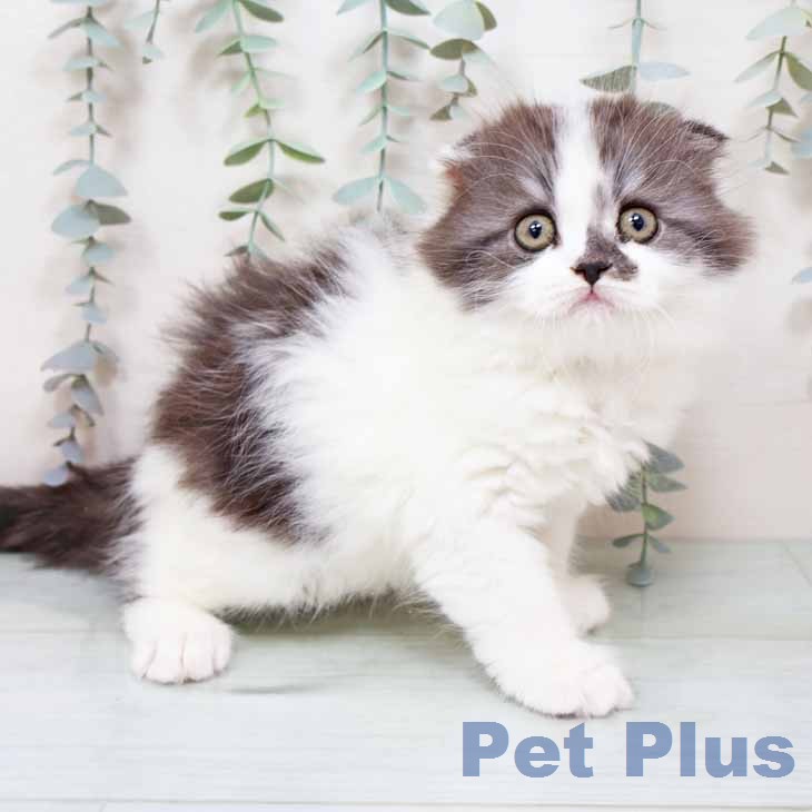 スコティッシュフォールド