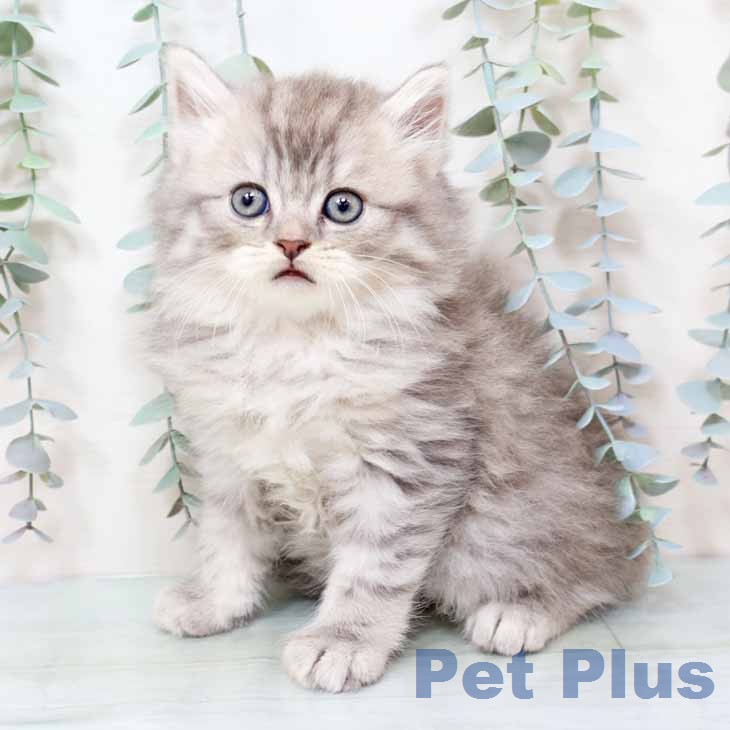 スコティッシュフォールド