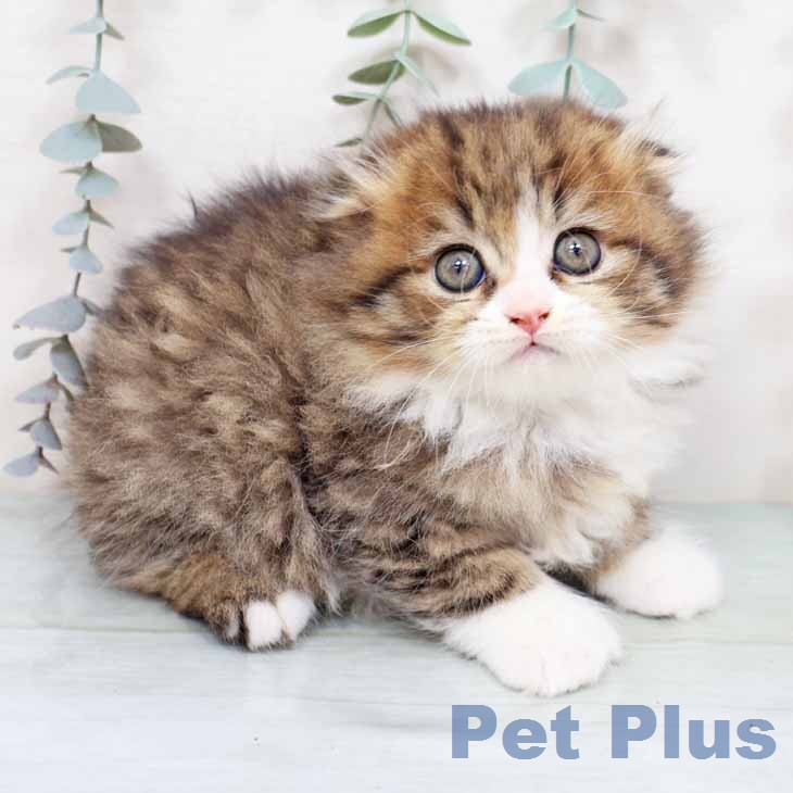 スコティッシュフォールド