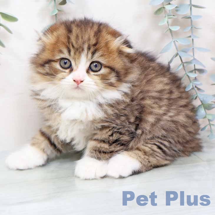 スコティッシュフォールド