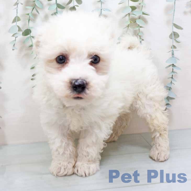 ビション・フリーゼ