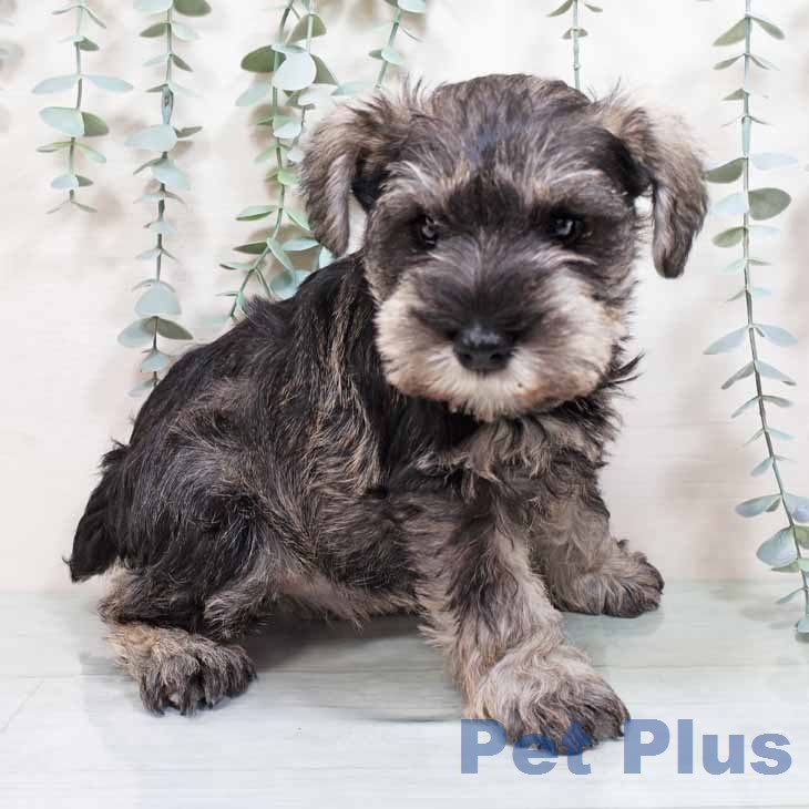 ミニチュア・シュナウザーの写真2