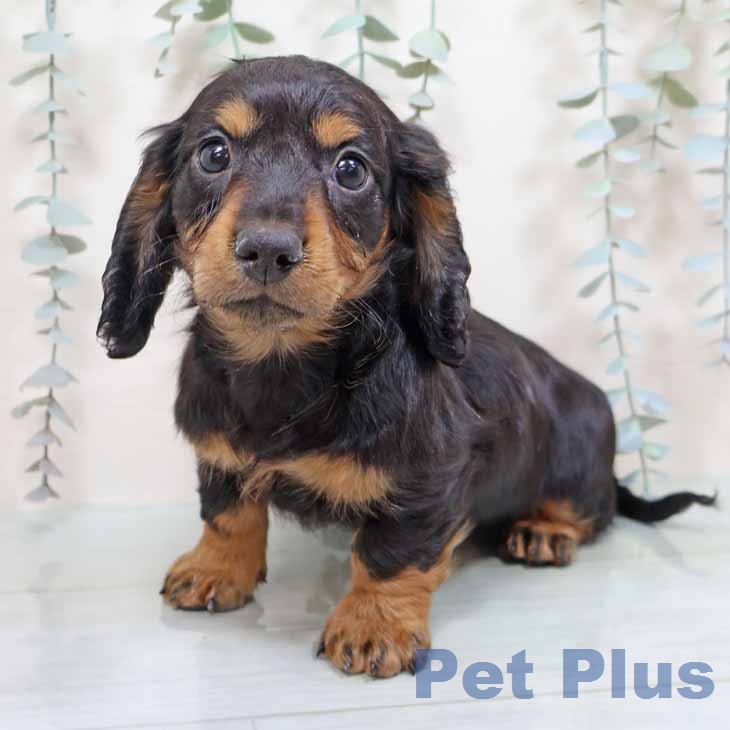 ミニチュア・ダックスフンド