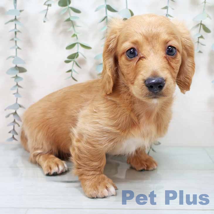 ミニチュア・ダックスフンド