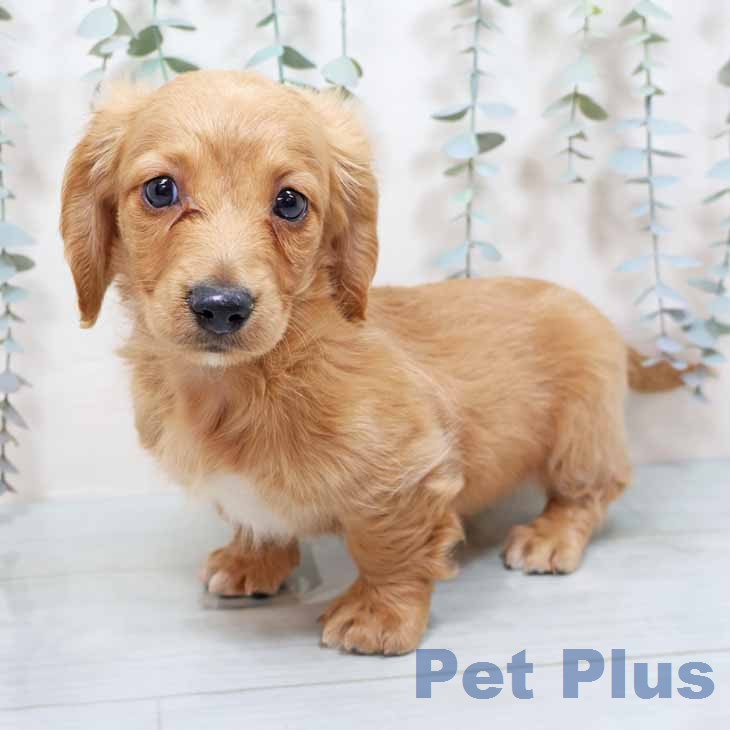 大阪府のミニチュアダックスフンド(ロング) (ペットプラス イオン大日店/2025年12月24日生まれ/男の子/ゴールド)の子犬の2枚目の画像