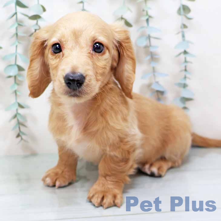 ミニチュア・ダックスフンド