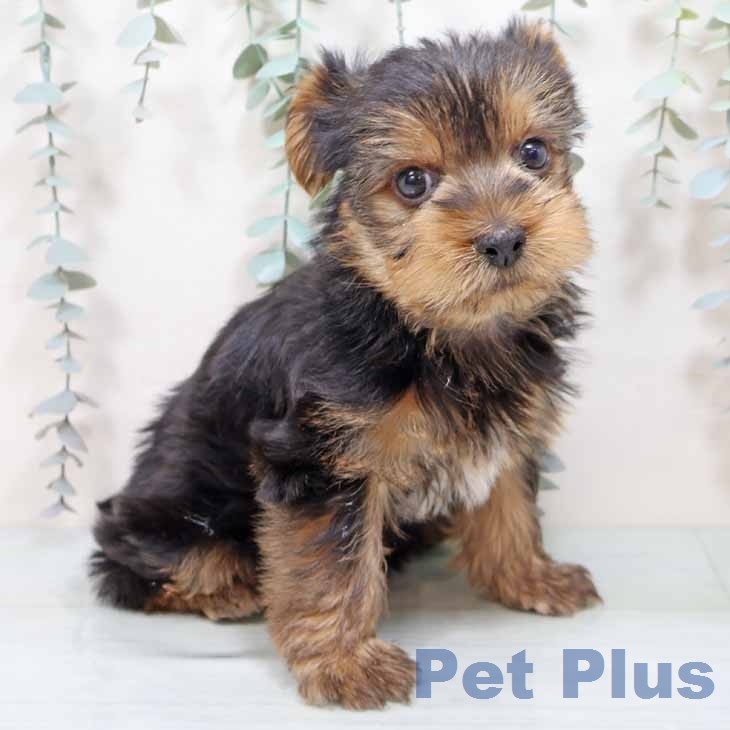 ヨークシャー・テリア