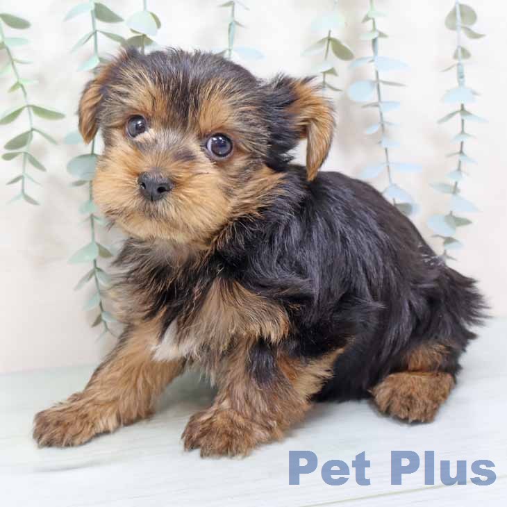 ヨークシャー・テリアの写真2