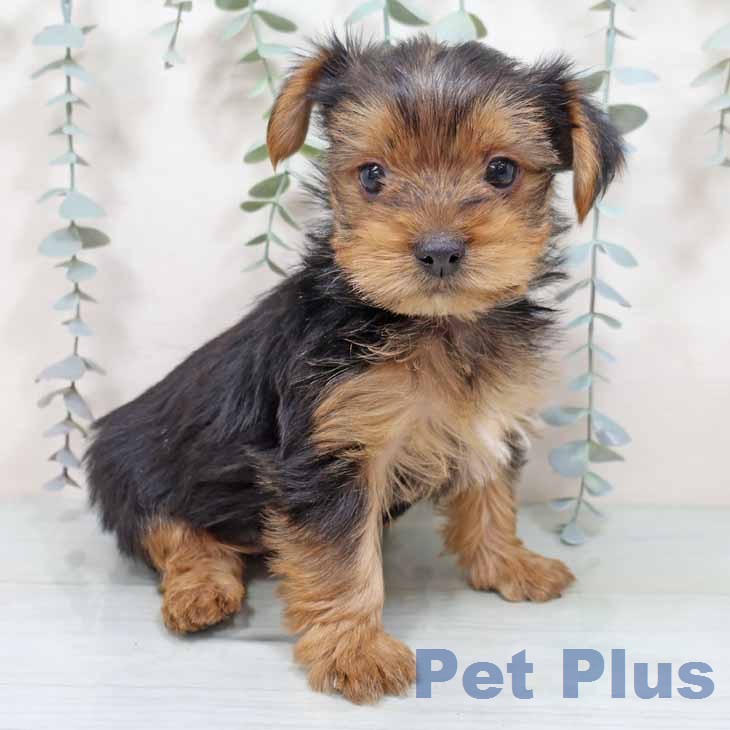 大阪府のヨークシャーテリア (ペットプラス 堺鉄砲町店/2025年12月24日生まれ/男の子/スチールブルータン)の子犬の1枚目の画像