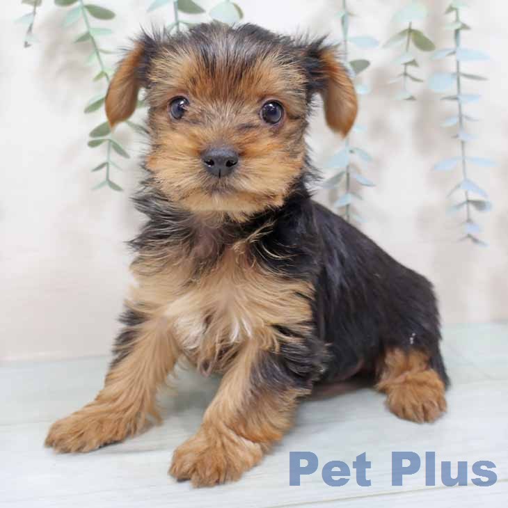 大阪府のヨークシャーテリア (ペットプラス 堺鉄砲町店/2025年12月24日生まれ/男の子/スチールブルータン)の子犬の2枚目の画像
