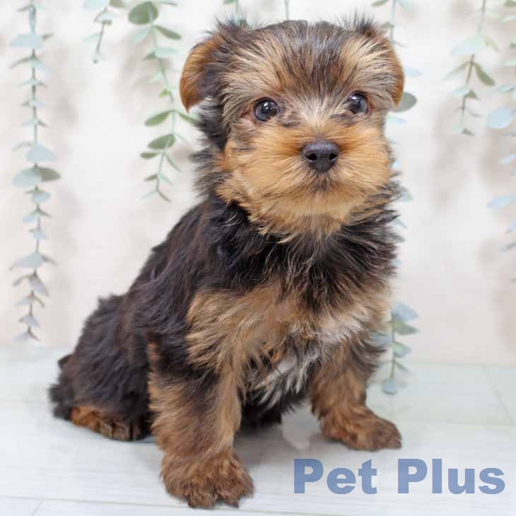 ヨークシャー・テリア