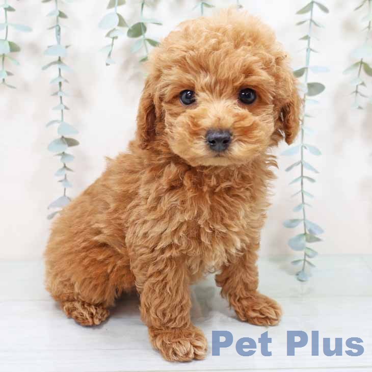 トイ・プードル