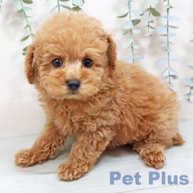 奈良県のトイプードル(トイ) (ペットプラス 大和郡山店/2025年12月24日生まれ/男の子/オレンジフォーン)の子犬の2枚目の画像