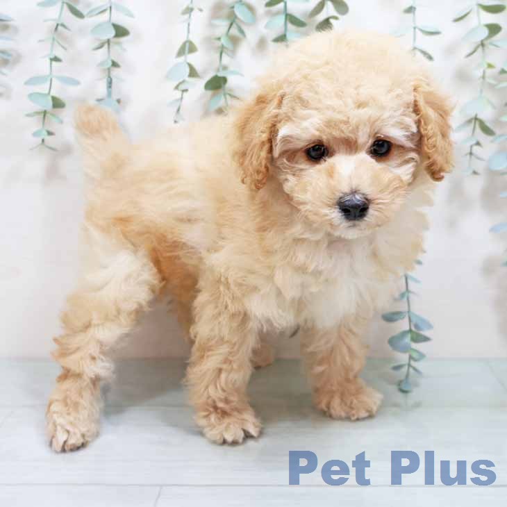 大阪府のトイプードル(トイ) (ペットプラス イオン大日店/2025年12月24日生まれ/女の子/ペールフォーン)の子犬の2枚目の画像