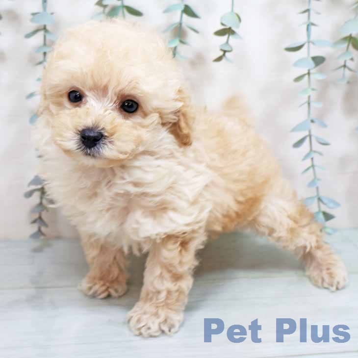 トイ・プードルの写真2