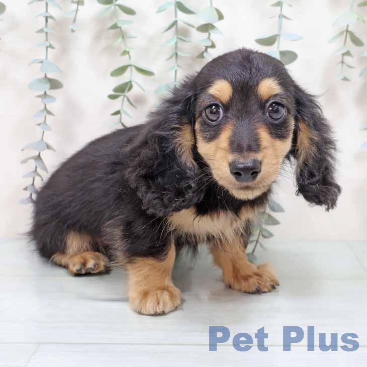 京都府のカニンヘンダックスフンド(ロング) (ペットプラス 京都桂川店/2025年12月15日生まれ/男の子/ブラックイエロー)の子犬の1枚目の画像