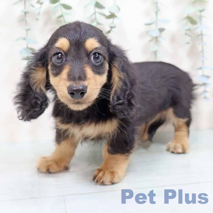 京都府のカニンヘンダックスフンド(ロング) (ペットプラス 京都桂川店/2025年12月15日生まれ/男の子/ブラックイエロー)の子犬の2枚目の画像