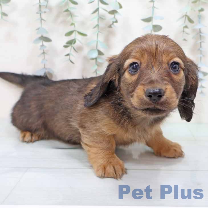 ミニチュア・ダックスフンド