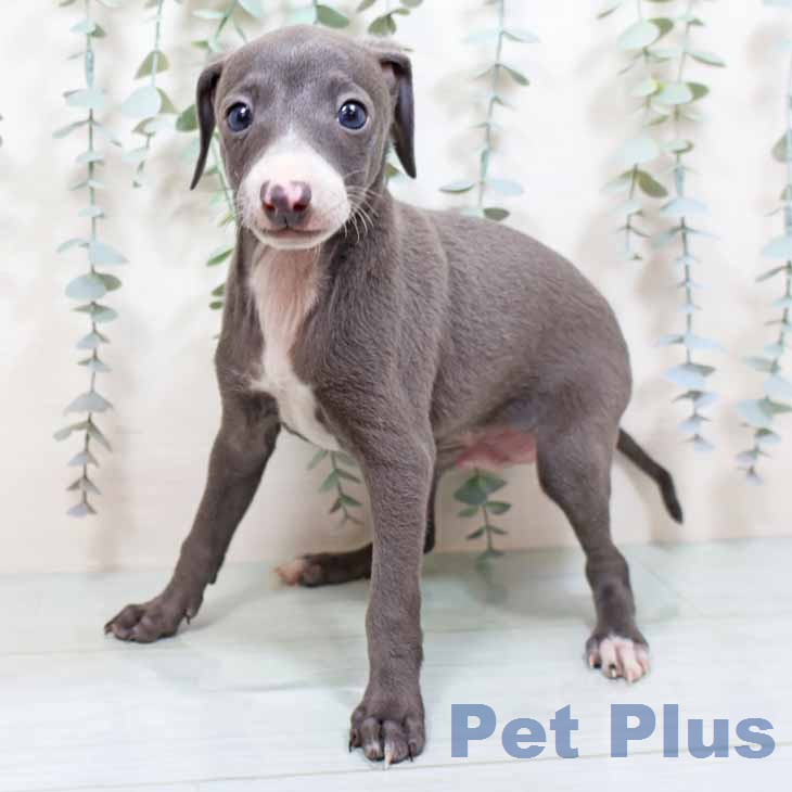 イタリアン・グレーハウンドの写真2