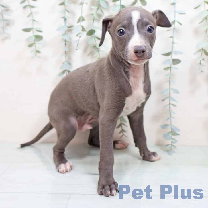 イタリアン・グレーハウンド