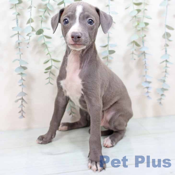 イタリアン・グレーハウンド