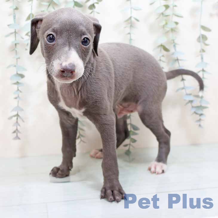 京都府のイタリアングレーハウンド (ペットプラス イオンモールKYOTO店/2025年12月25日生まれ/男の子/ブルーホワイト)の子犬の1枚目の画像