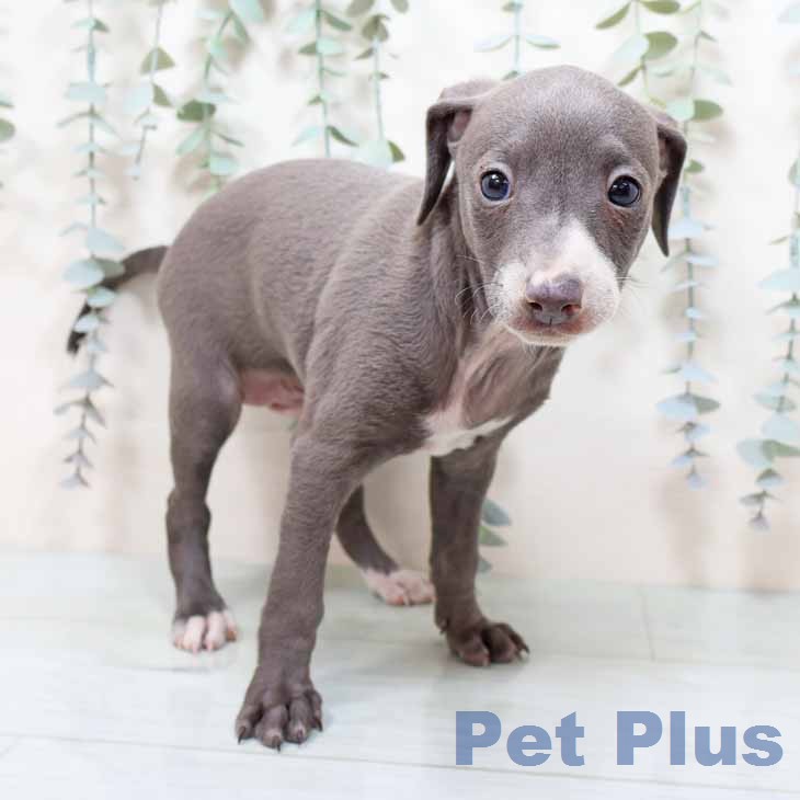 京都府のイタリアングレーハウンド (ペットプラス イオンモールKYOTO店/2025年12月25日生まれ/男の子/ブルーホワイト)の子犬の2枚目の画像