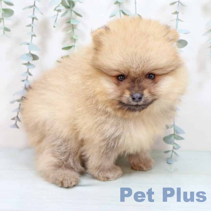 大阪府のポメラニアン (ペットプラス イオン大日店/2025年12月24日生まれ/男の子/オレンジ)の子犬の2枚目の画像
