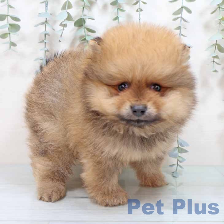 大阪府のポメラニアン (ペットプラス ららぽーと和泉店/2025年12月24日生まれ/男の子/オレンジ)の子犬の1枚目の画像