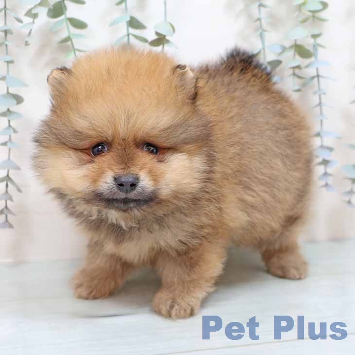 大阪府のポメラニアン (ペットプラス ららぽーと和泉店/2025年12月24日生まれ/男の子/オレンジ)の子犬の2枚目の画像