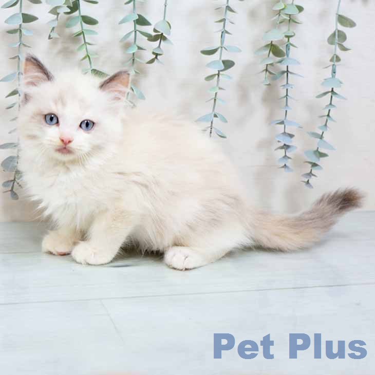 ラグドールの写真2