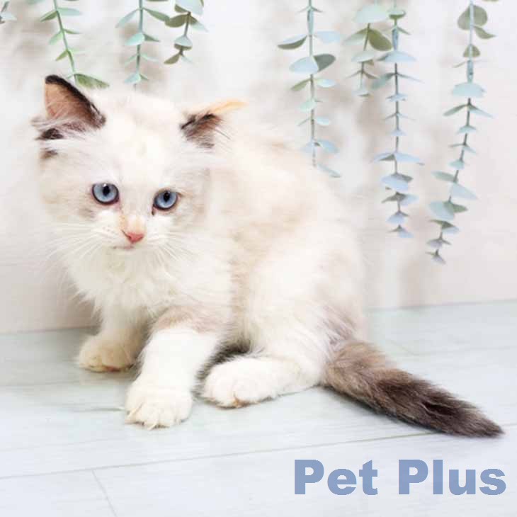 京都府のラグドール (ペットプラス イオンモールKYOTO店/2025年12月16日生まれ/女の子/シールトーティシェルポイント)の子猫の2枚目の画像