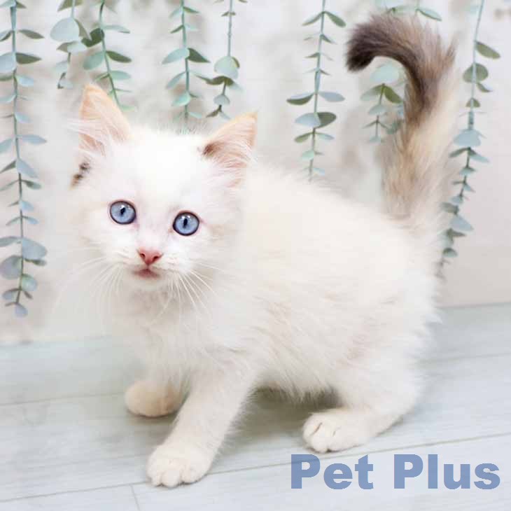 大阪府のラグドール (ペットプラス りんくう泉南店/2025年12月16日生まれ/女の子/シールトーティシェルポイント)の子猫の1枚目の画像