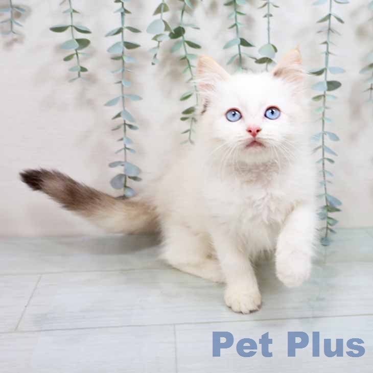 大阪府のラグドール (ペットプラス りんくう泉南店/2025年12月16日生まれ/女の子/シールトーティシェルポイント)の子猫の2枚目の画像